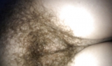 Hairy pussy