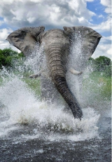 guesss who 525f-550f