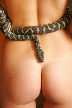 Snakey Girls - N